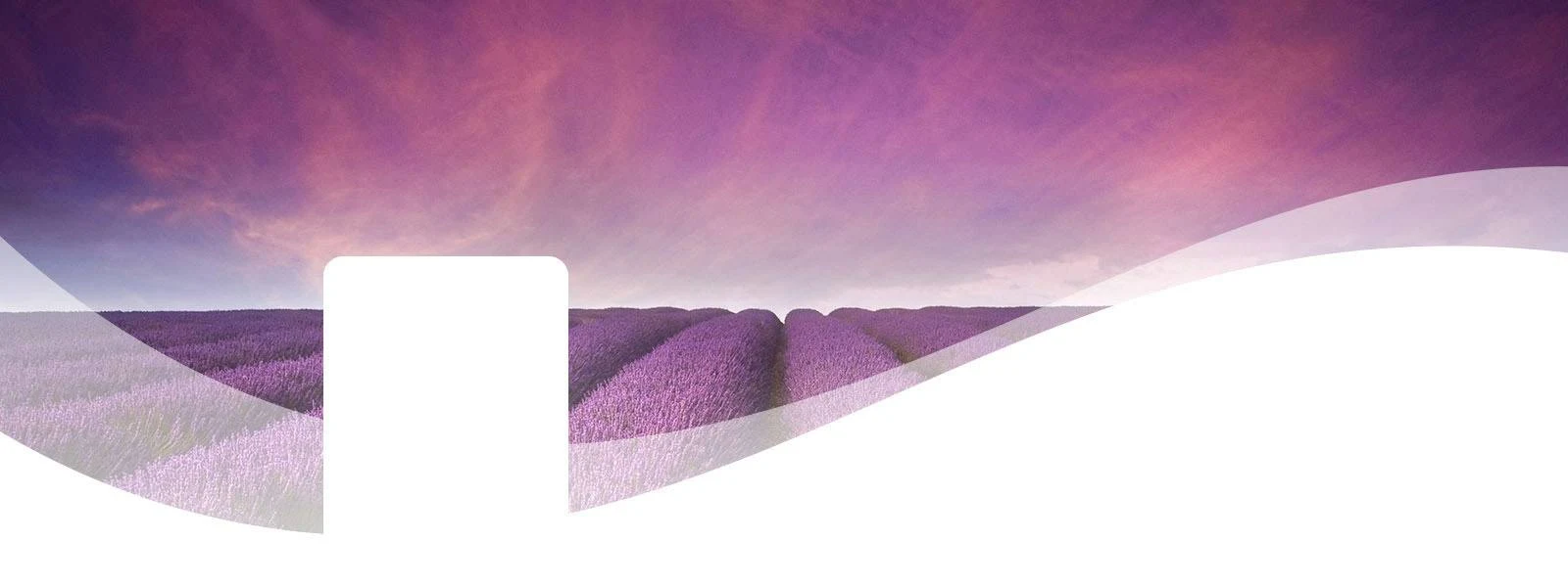 MediterraneanLavender-Bground MediterraneanLavender-Bground