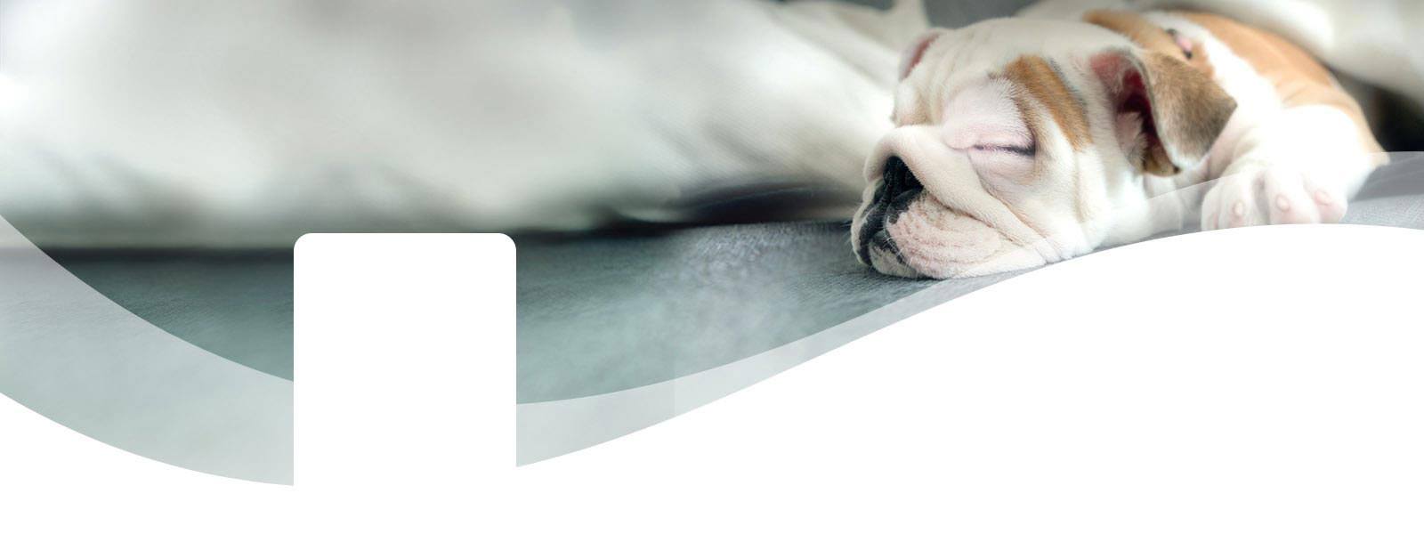 Pet Odor Eliminator Febreze FABRIC