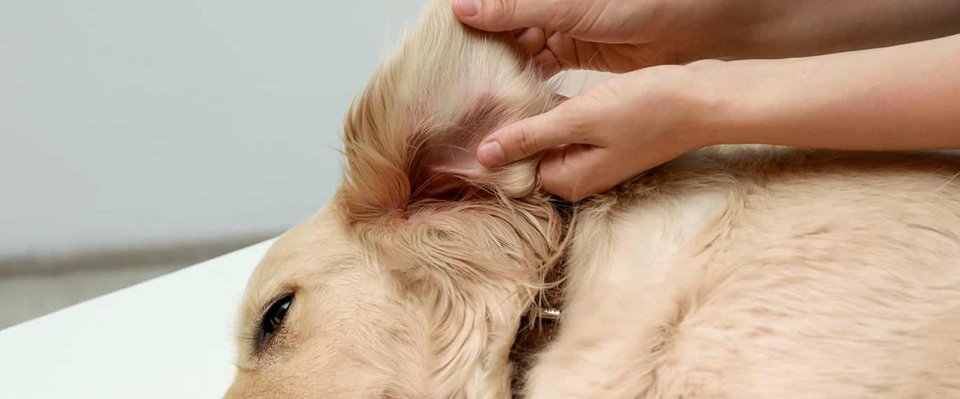 Stell av øyne og ører hos hund og katt - Apotek 1