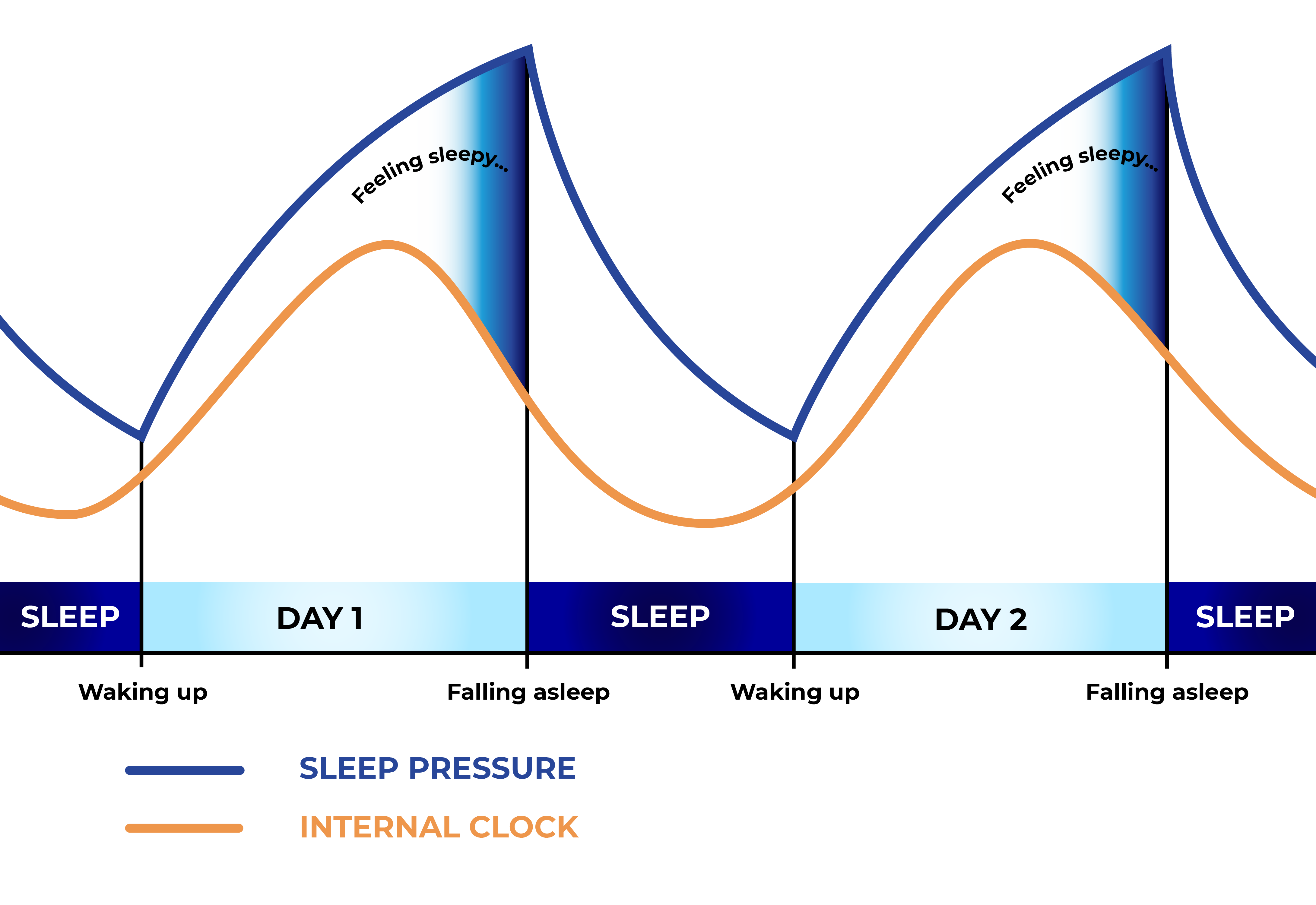 Sleep pressure and internal clock work together