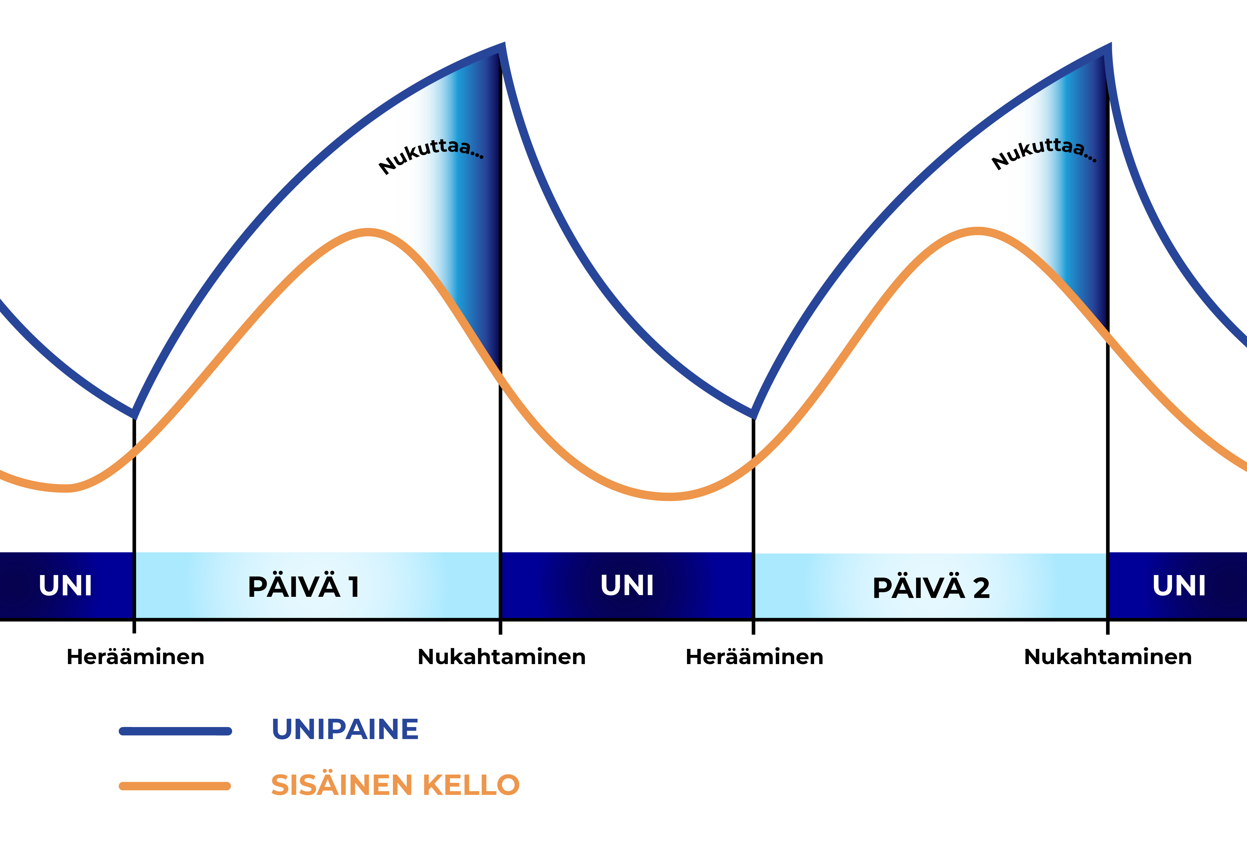 Unipaine ja sisäinen kello toimivat yhdessä