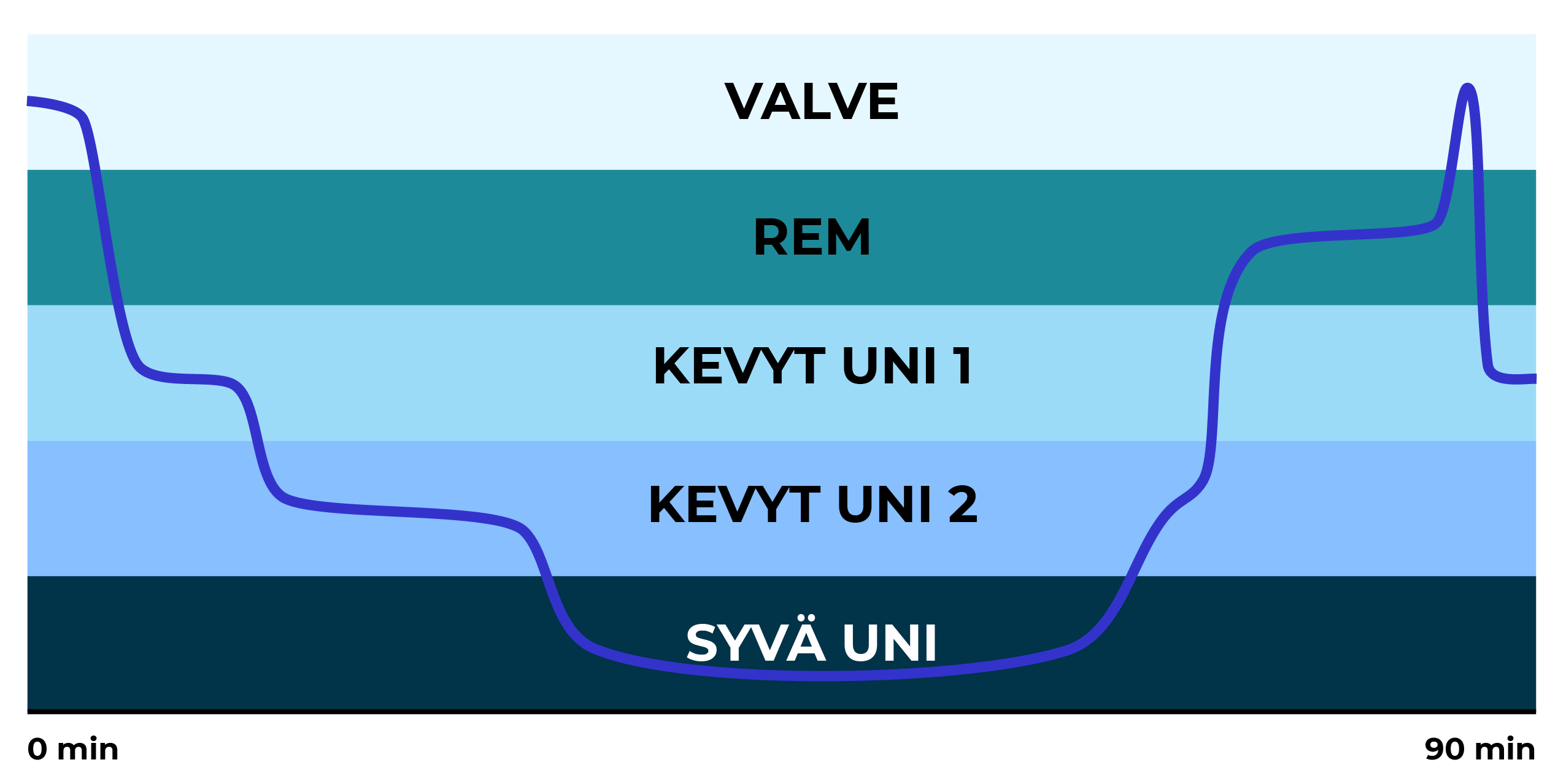 Univaiheet keskimääräisen unisyklin aikana