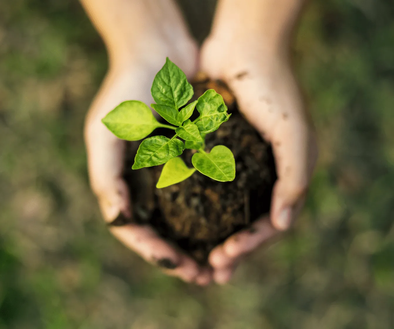 Hair Biology is committed to keeping the planet healthy.