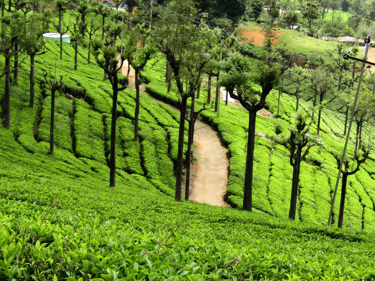 Nilgiris