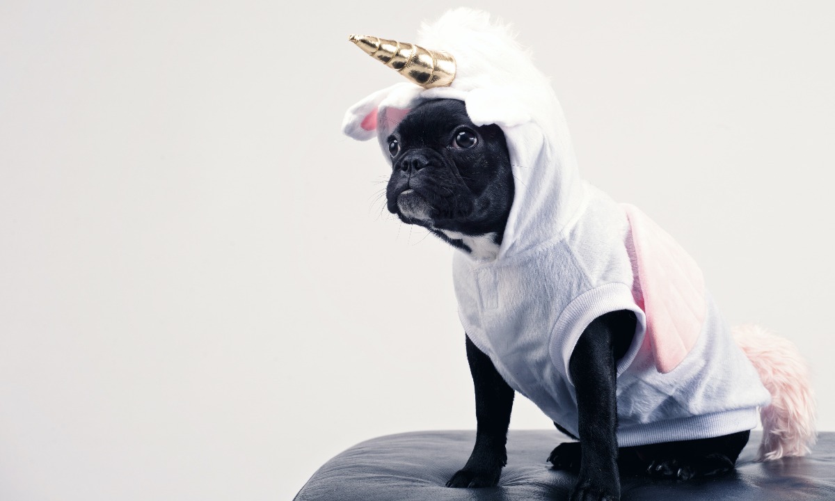 a dog wearing a costume