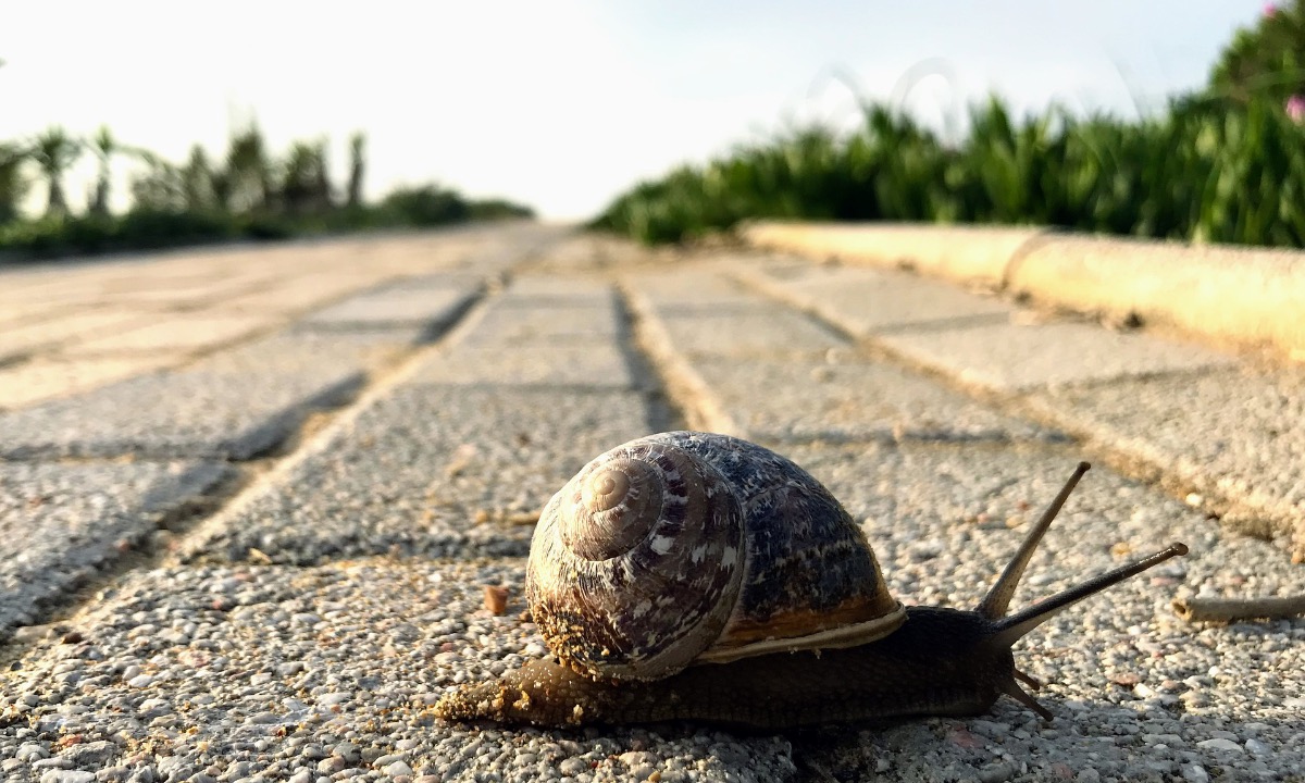 a snail on a road