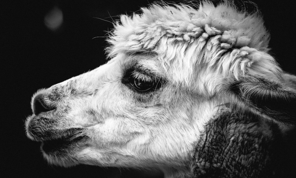 a close up of a llama