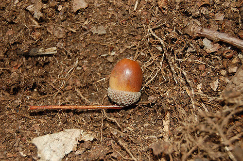 a brown egg on dirt