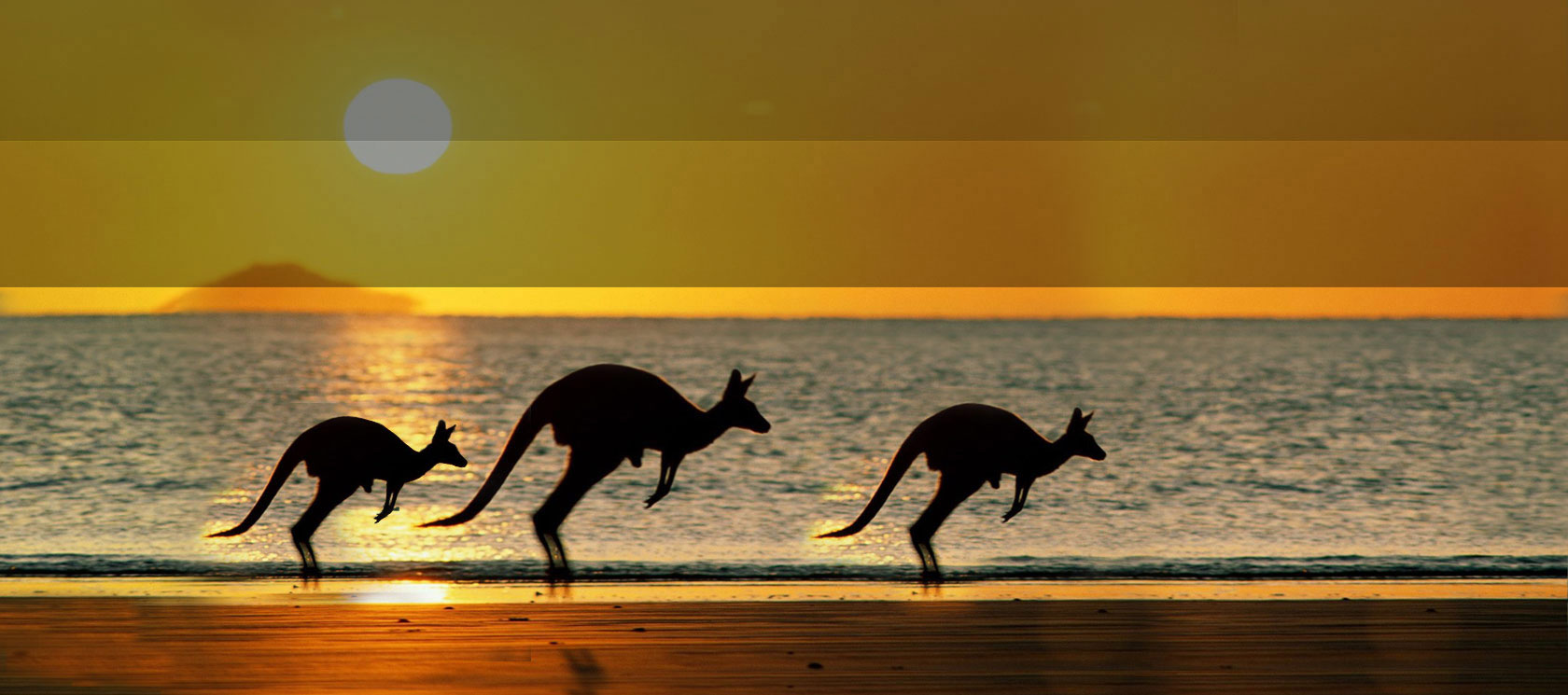 kangaroos running on a beach