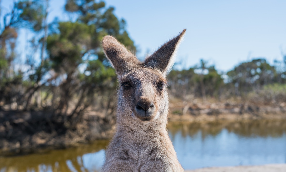 a close-up of a kangaroo