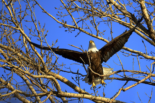a bald eagle in a tree