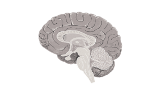 Vertical slice of the brain.