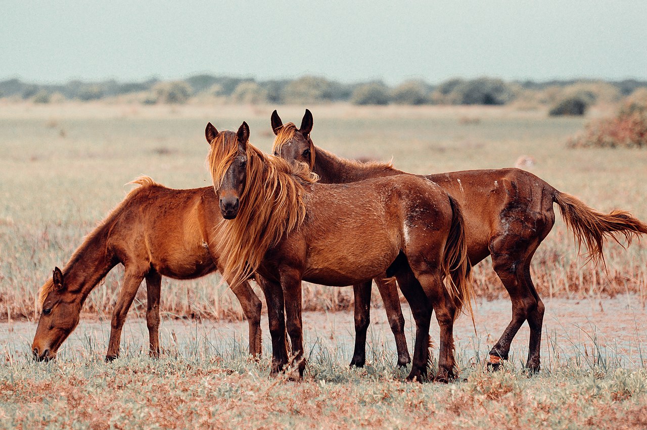 Delft Island - Sri Lanka's Kingdom of Horses | Rapid Adventures