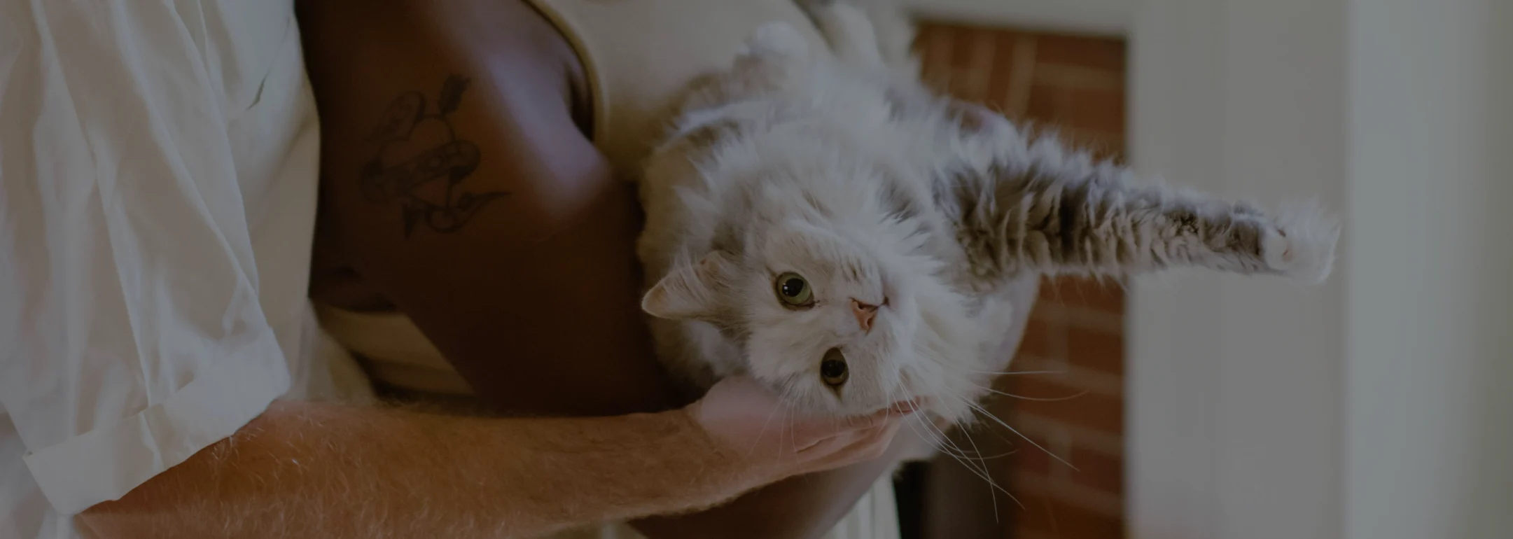 photo of two people embracing and holding a fluffy white cat in their arms