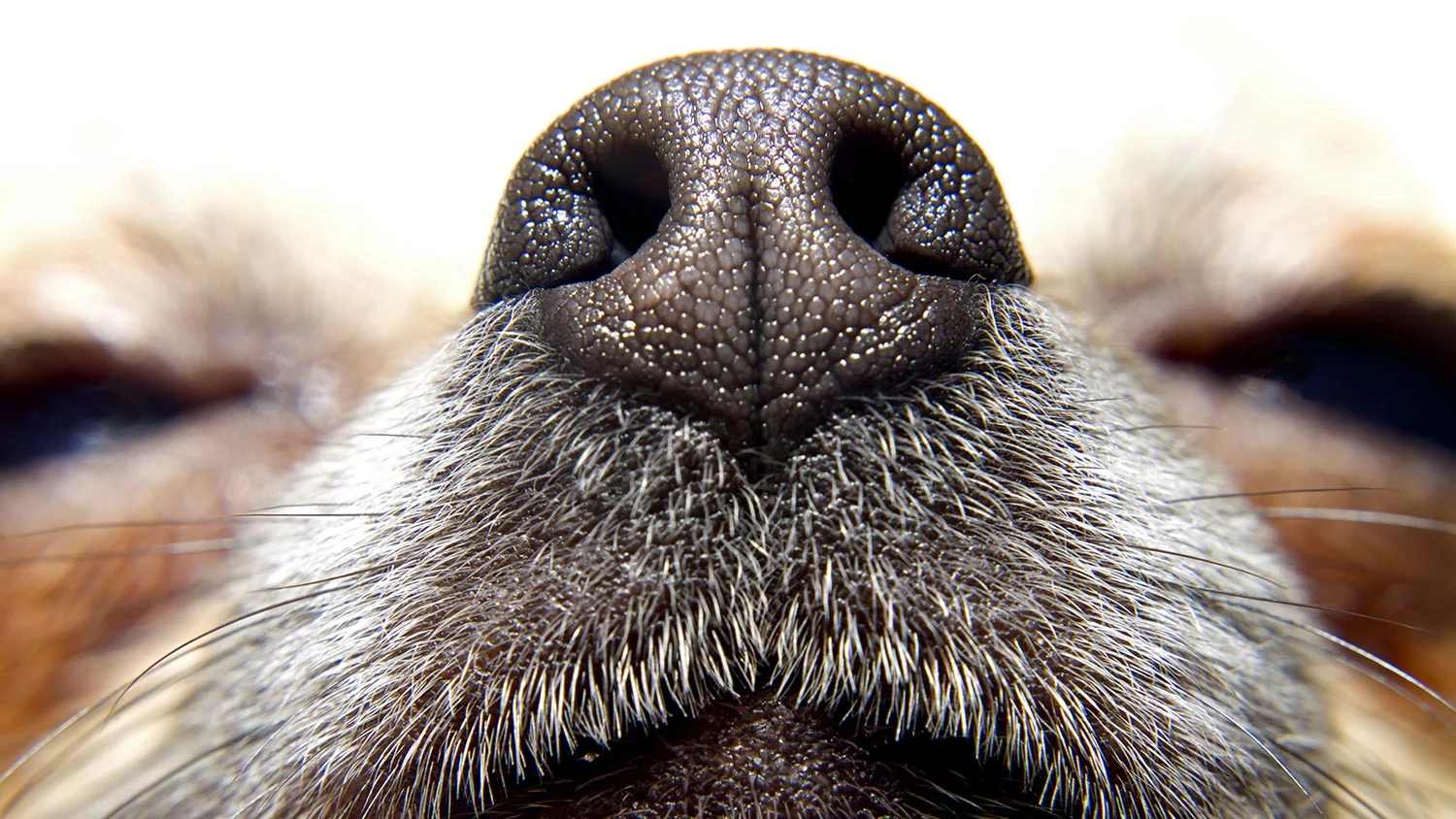 How to Quell the Canine Smell(00)