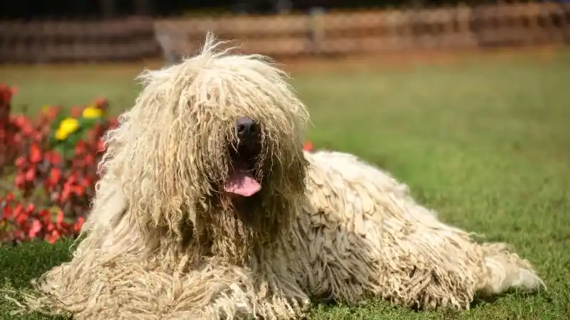 dog-hair-problems-header.jpg