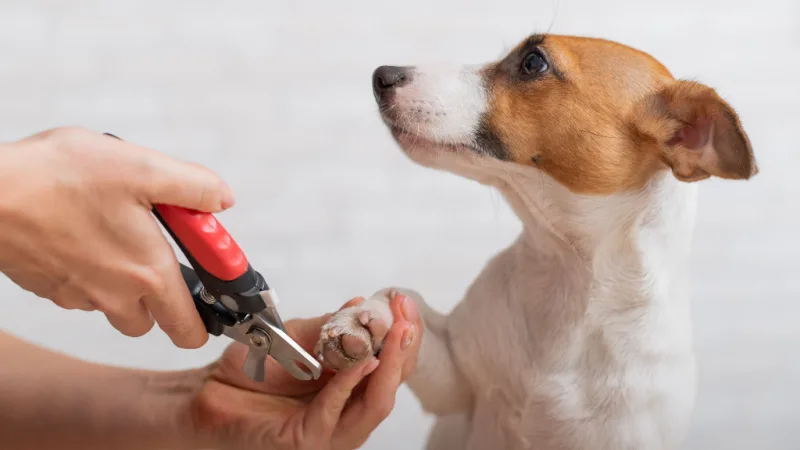 Countryside  Options for Trimming Your Pet's Nails