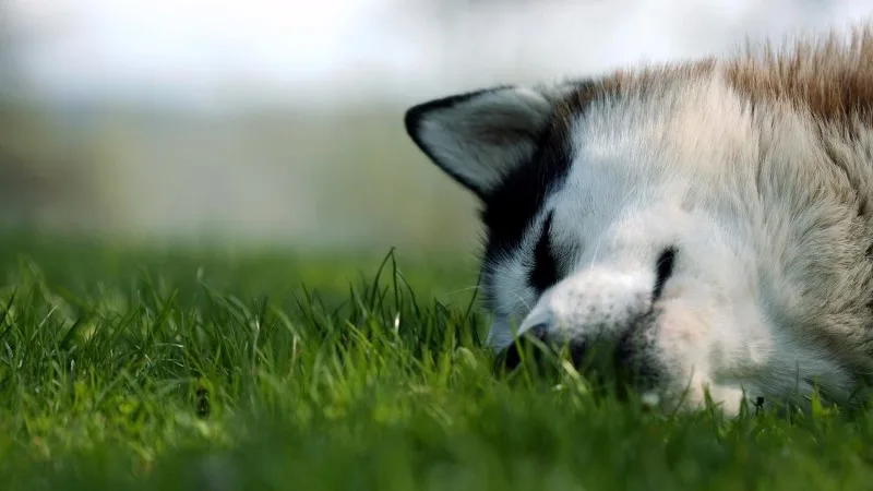 Photo of a close up of a husky in the grass