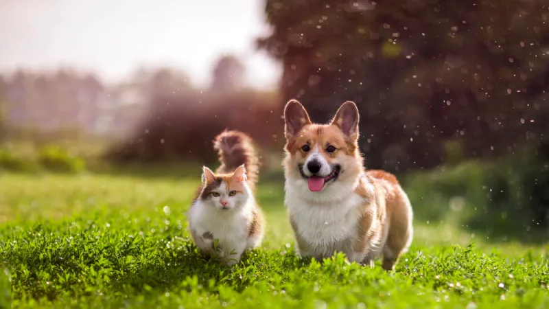 Photo of a cat and a corgi in the grass