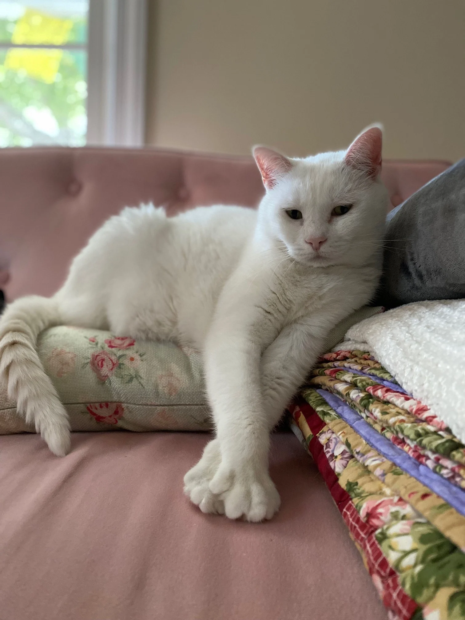 White cat on pillows and blankets on pink couch
