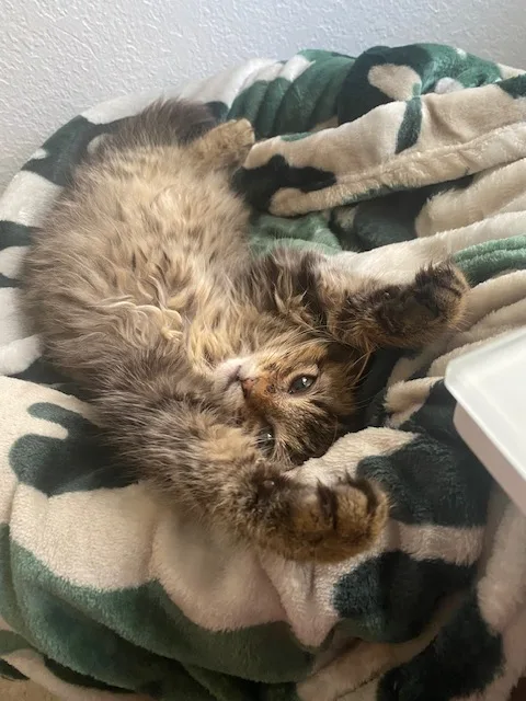 Fluffy gray tabby kitten playing with belly up on green and white patterned blanket