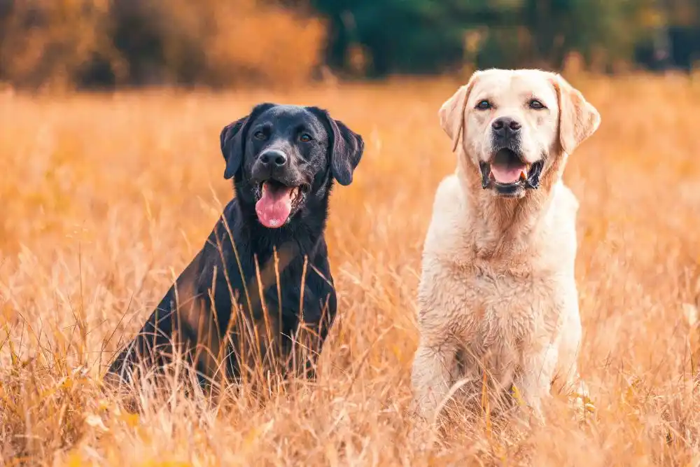 two Labrador Retrievers in a field during the day