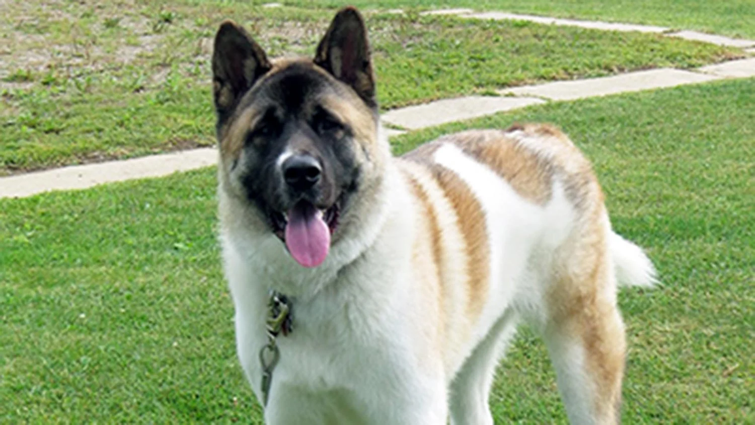 header_chester-the-akita.jpg