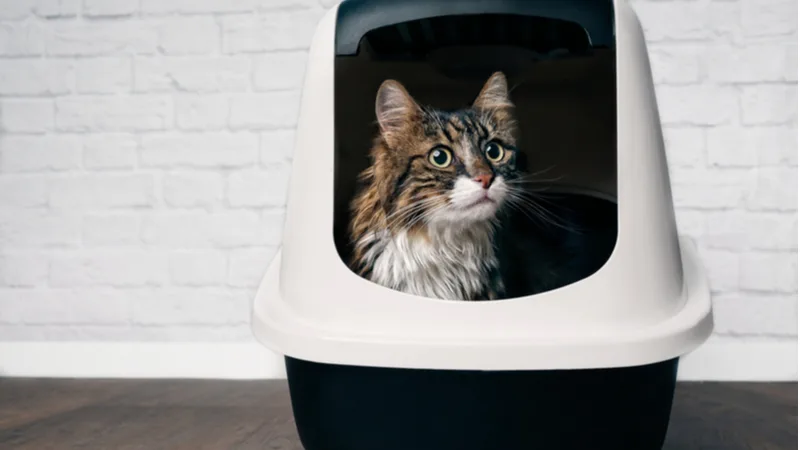 The Pros & Cons of a Self-Cleaning Litter Box