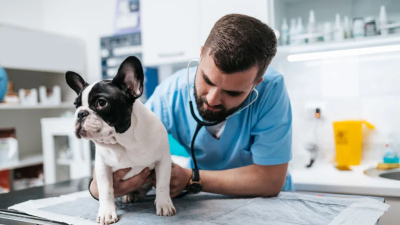 a vet listening to a french bulldog's heartbeat