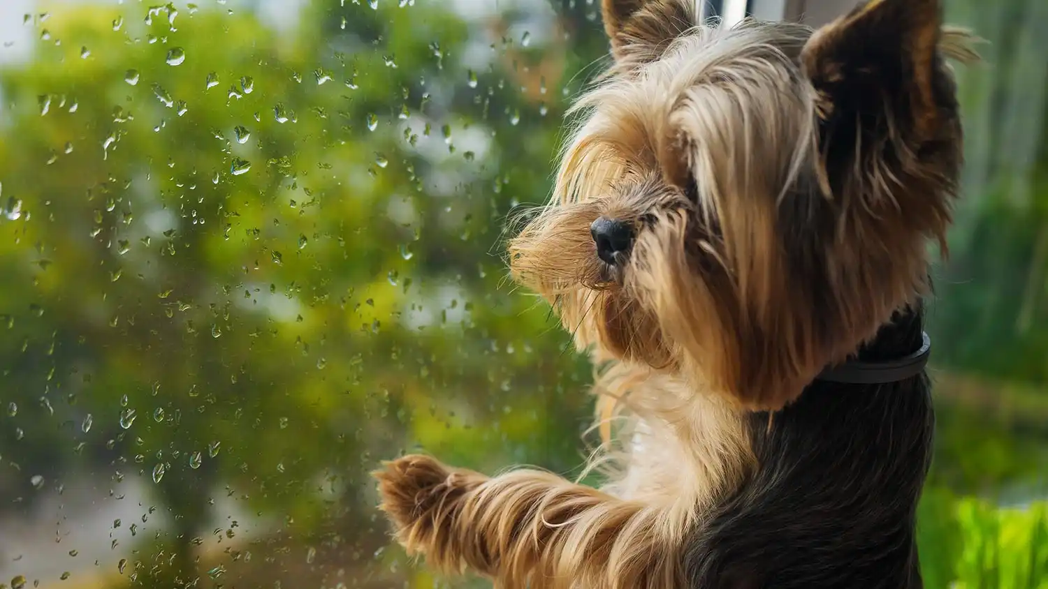 a puppy looking out of a rainy window