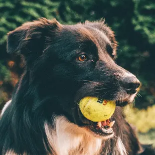 photo of a long haired black dog holding a tennis ball in mouth