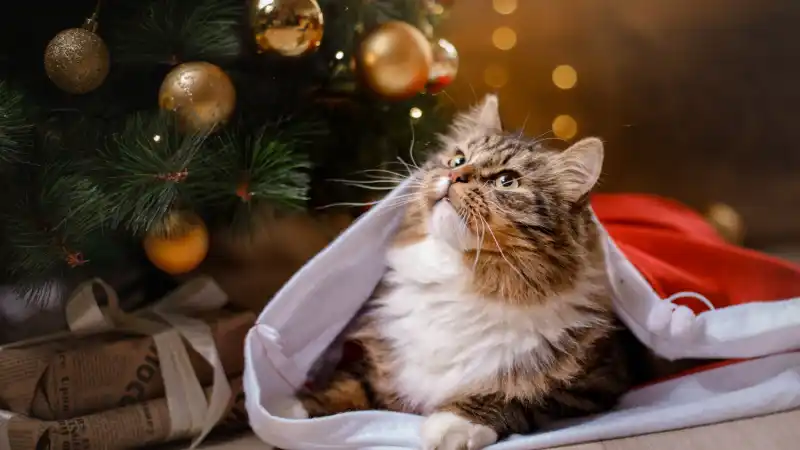a fluffy cat sitting under a decorated christmas tree, demanding