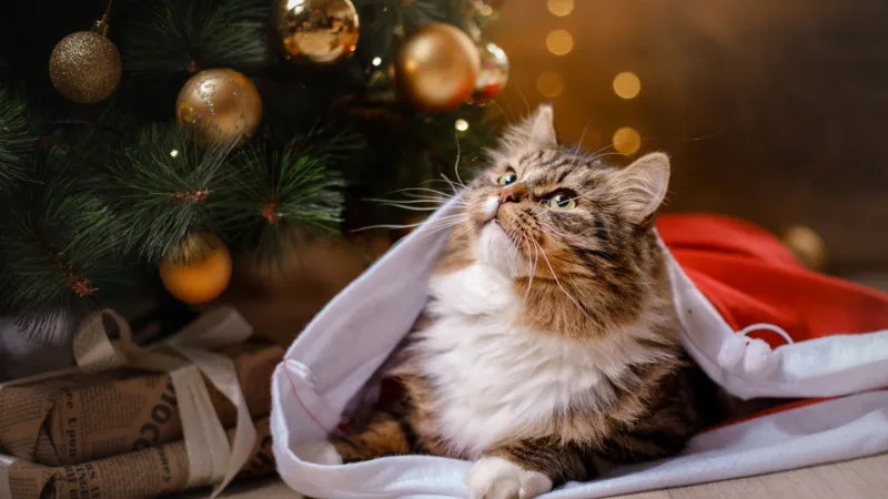 a fluffy cat sitting under a decorated christmas tree, demanding