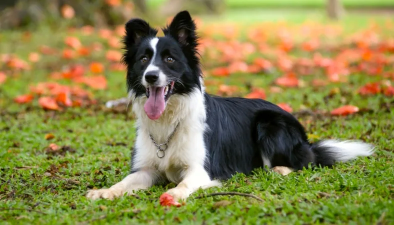 Dog Exercise: Top Tips for Fun Dog Activities
