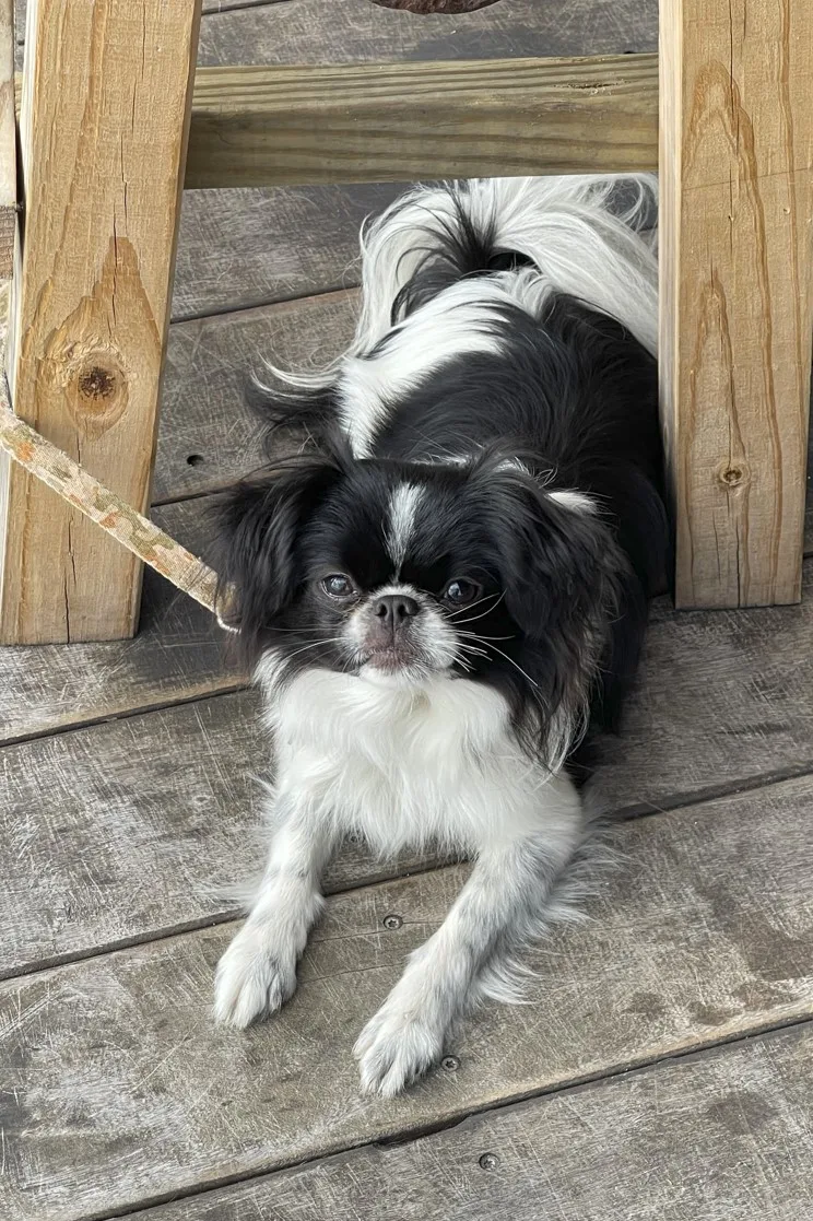 Small long haired black and white dog on porch