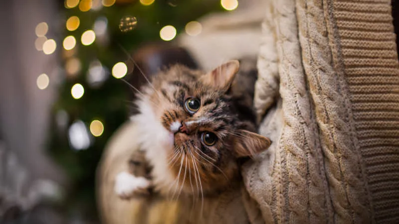 holiday-toxins-cats-header.jpg