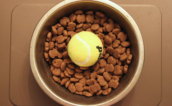 Tennis ball in cheap dog food bowl