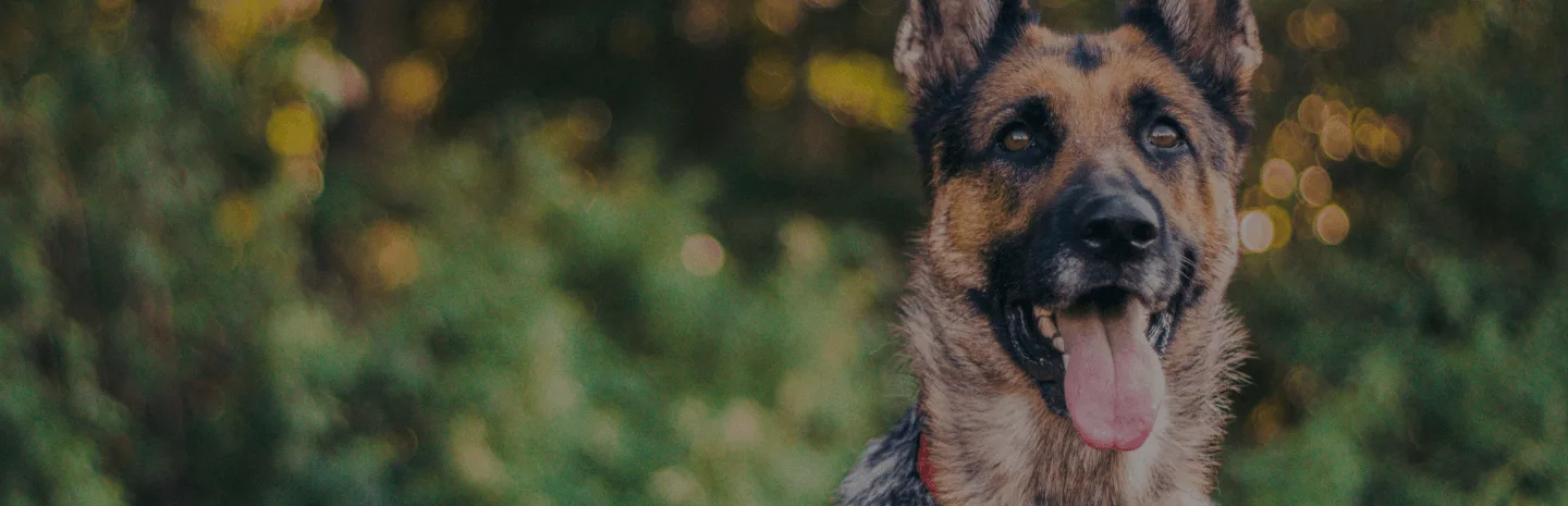 german shepherd right side of the image with tongue out