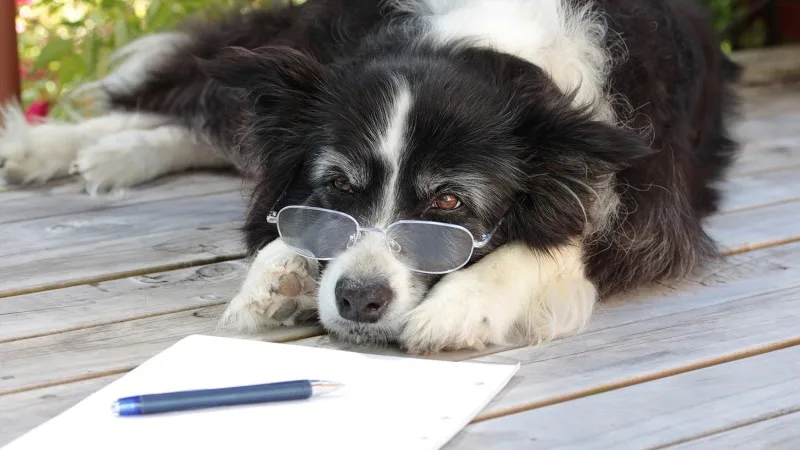 photo of a dog wearing glasses laying down with pen and paper in front of them