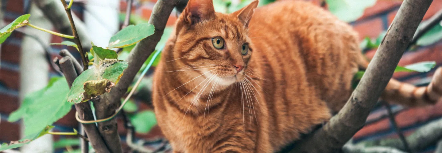 Cat in tree