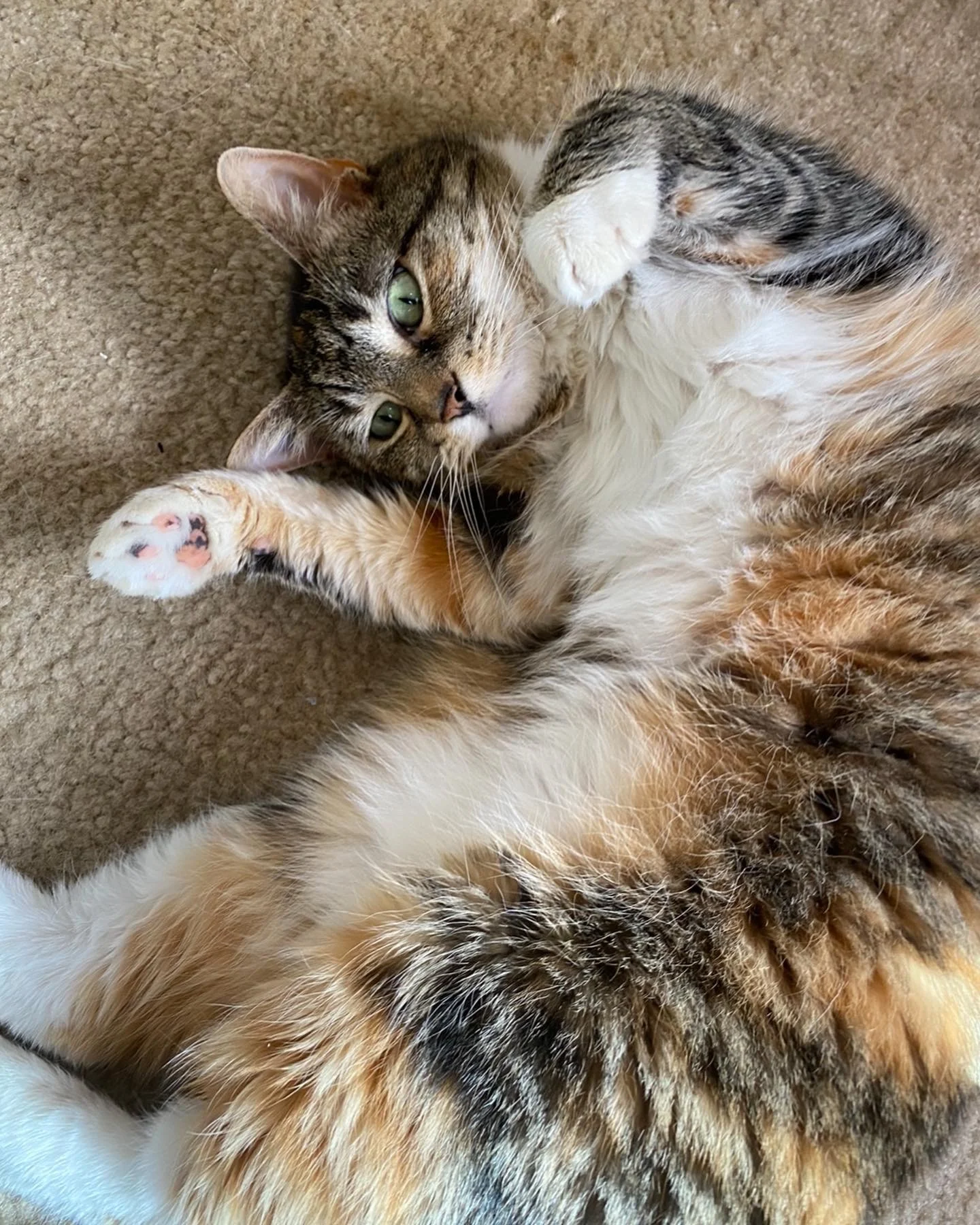 Long haired calico cat rolling on floor showing off their white belly