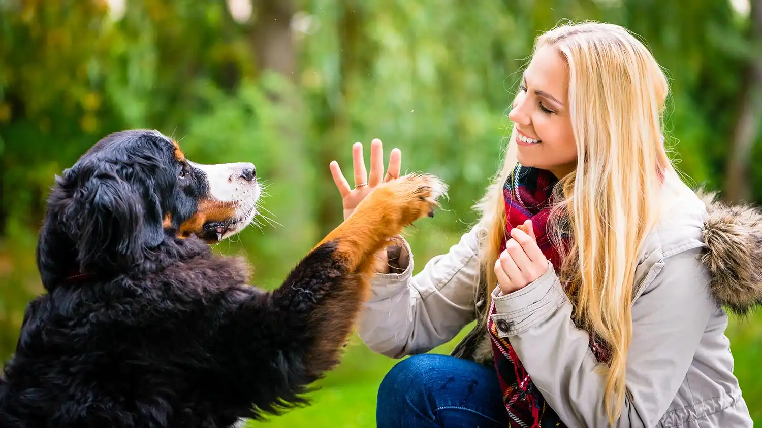 A person shaking a paw with a large dog