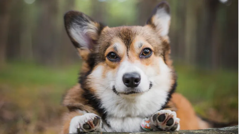 Close up of a photogenic dog