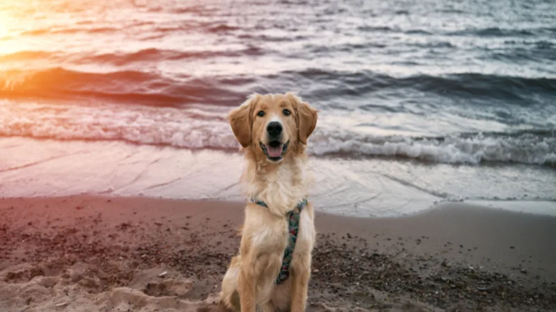Summer Safety Tips for Dog Owners: A Vet’s Point of View