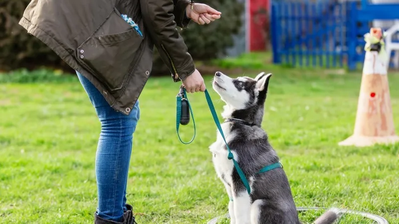 dog-training-month-header.jpg