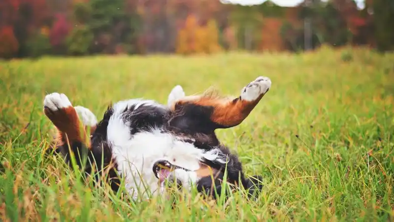 Photo of a dog rolling in the grass