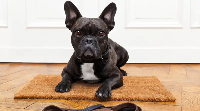 Photo of a French bulldog in front of a leash