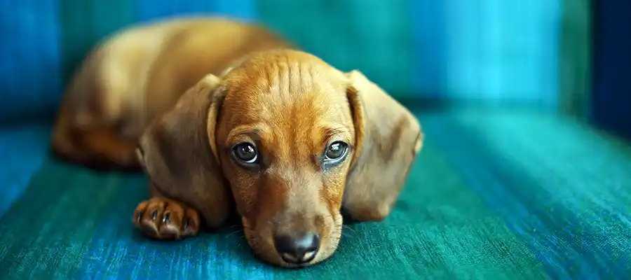 dachshund-pouting-header.jpg