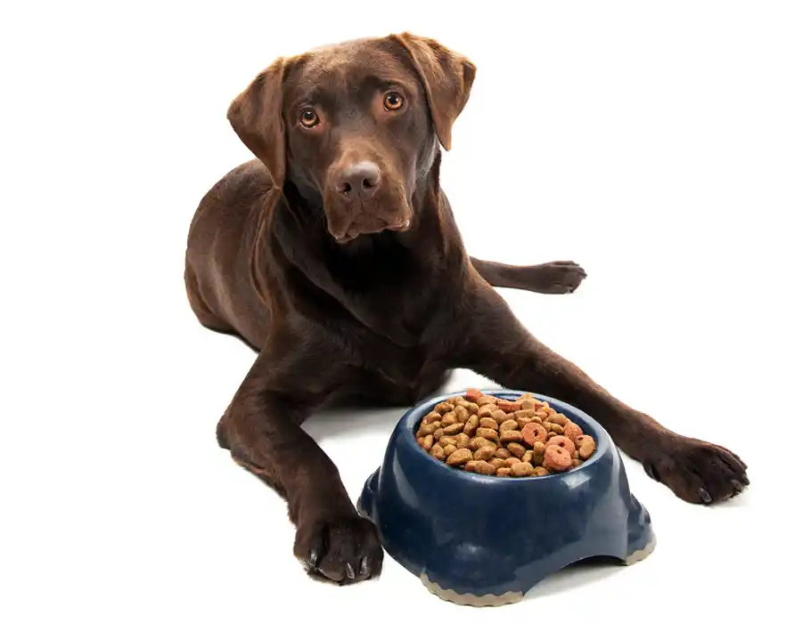 lab-with-dog-food-bowl-900x700.jpg