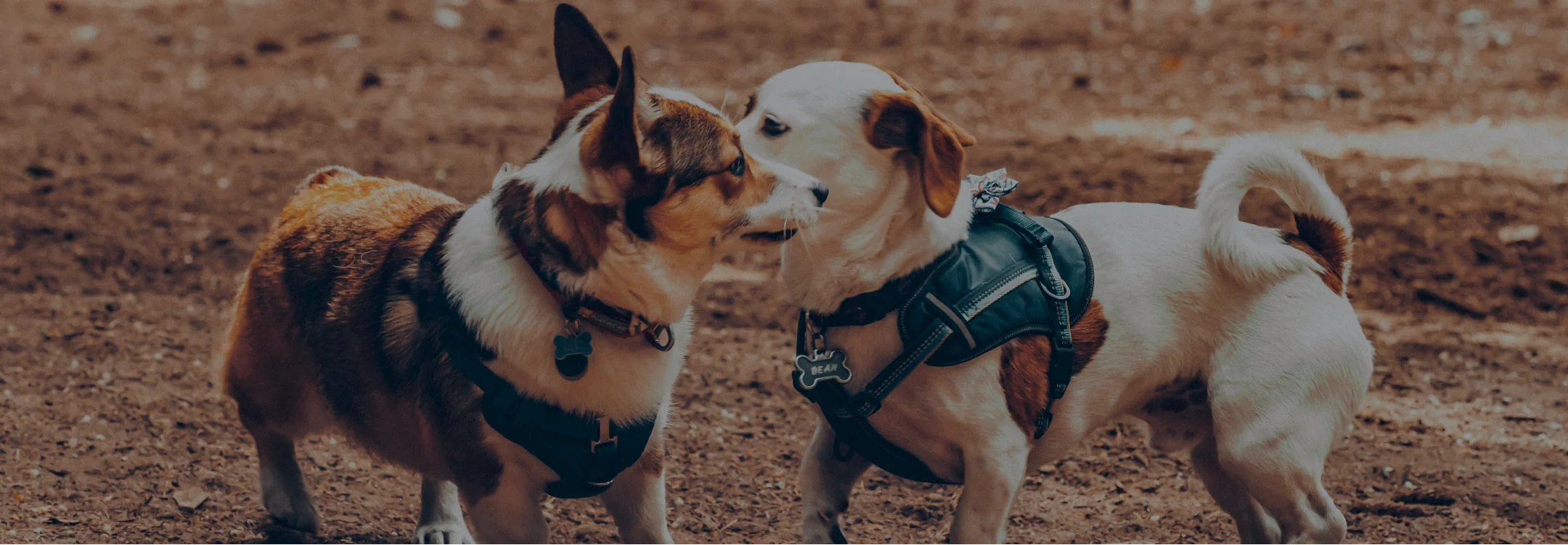 photo of two dogs nose to nose greeting each other playfully